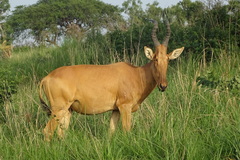 Alcelaphus buselaphus lelwel