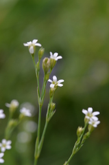 Petrorhagia alpina