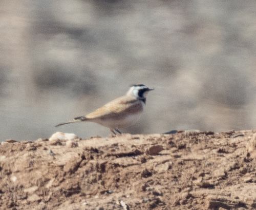 Temminck's Lark (Eremophila bilopha), photo 9