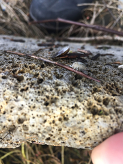 Traskorchestia traskiana