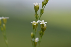 Petrorhagia alpina