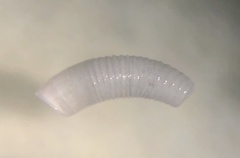 Caecum bipartitum