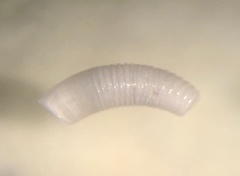 Caecum bipartitum