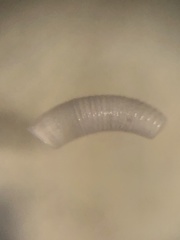 Caecum bipartitum