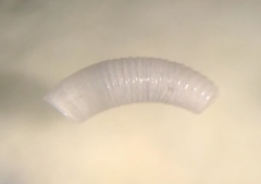 Caecum bipartitum