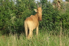 Alcelaphus buselaphus lelwel