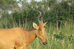 Alcelaphus buselaphus lelwel