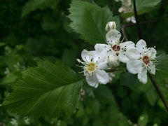 Crataegus canadensis