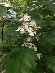 Crataegus canadensis
