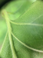 Crataegus canadensis