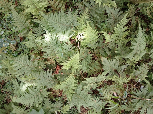 creeping shield fern (Parapolystichum microsorum)