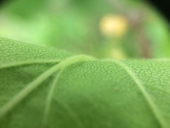 Crataegus canadensis