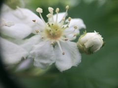 Crataegus canadensis