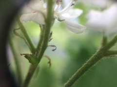 Crataegus canadensis
