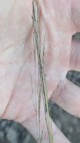 Deschampsia nubigena observed 2026-03-04