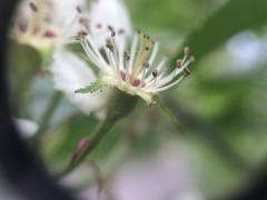 Crataegus canadensis