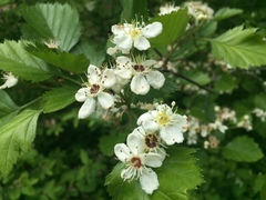 Crataegus canadensis