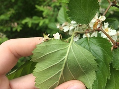 Crataegus canadensis