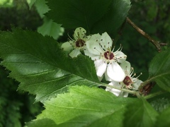 Crataegus canadensis