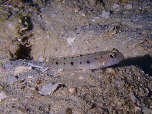 Ambanoro shrimpgoby (Vanderhorstia ambanoro) — Gobiidae — 4