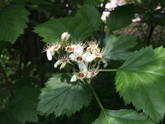 Crataegus canadensis