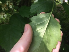 Crataegus canadensis