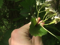 Crataegus canadensis