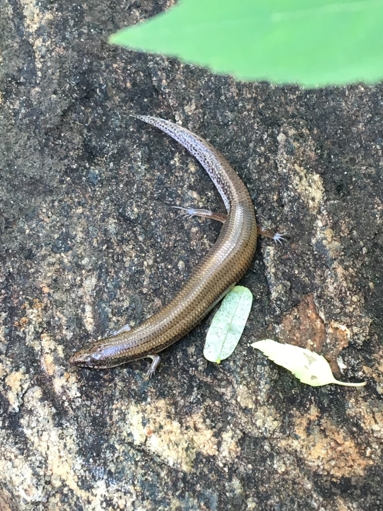 Somali Writhing Skink
