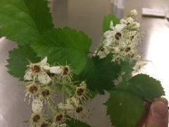 Crataegus canadensis