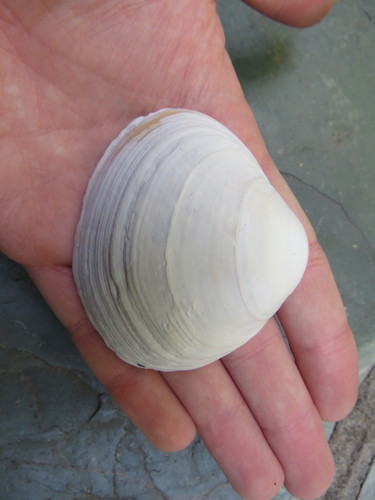 Mulinia bicolor