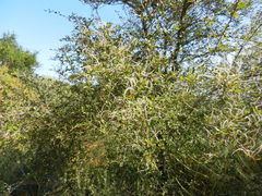 Cercocarpus betuloides betuloides