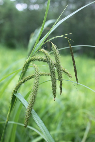 Fringed Sedge