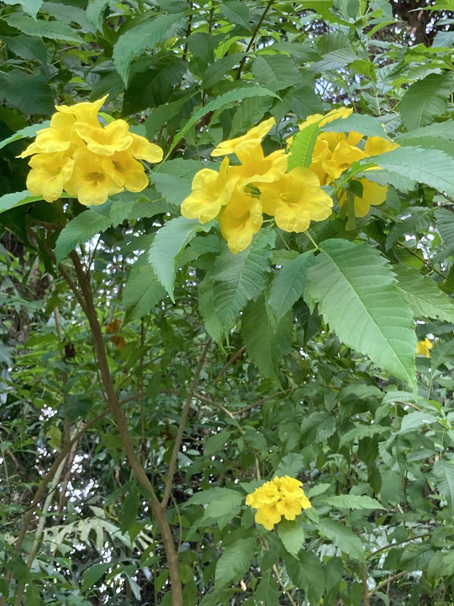 Tecoma stans — ảnh 3