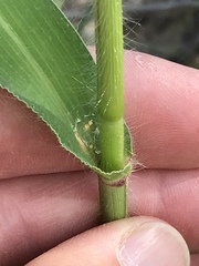 Urochloa panicoides