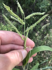 Urochloa panicoides