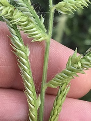 Urochloa panicoides
