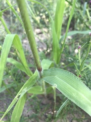 Urochloa panicoides