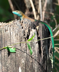 Cnemidophorus gaigei