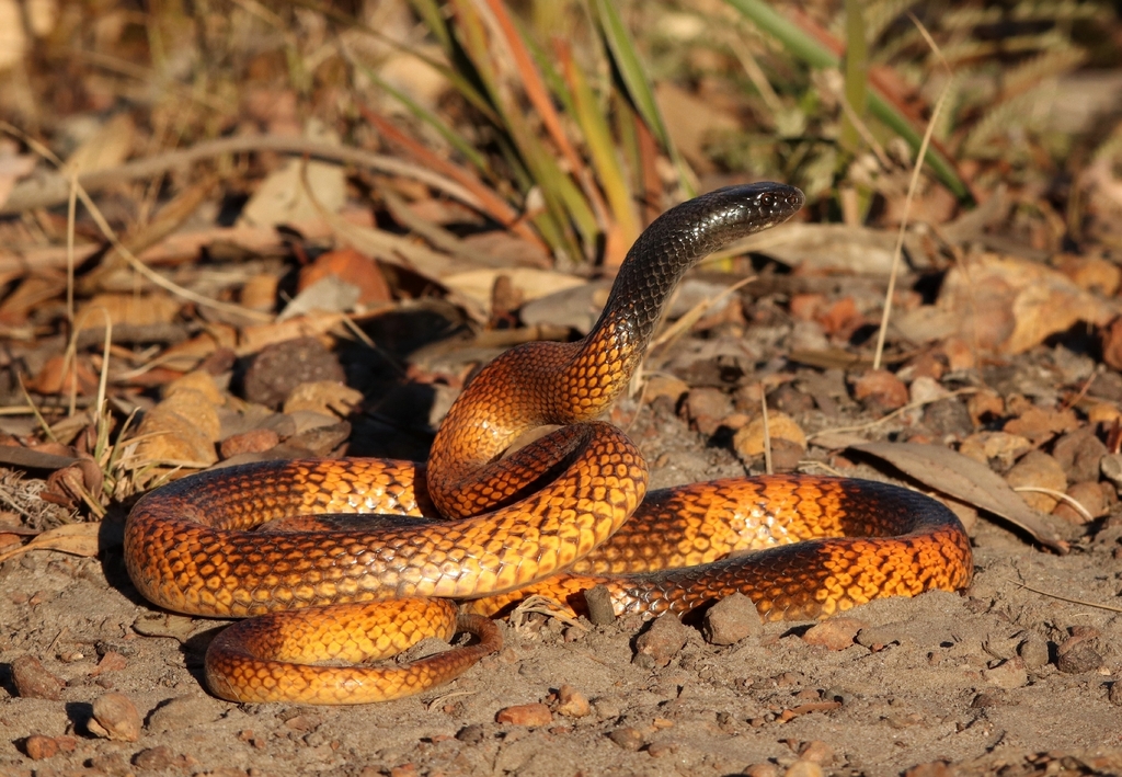 the diverse world of australia's brown snakes: from... Western Brown Snake from Chittering WA 6084, Australia on January 10 ...