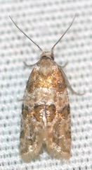 Aethes argentilimitana