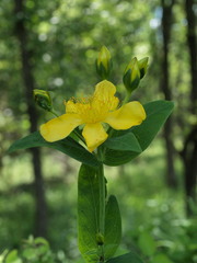 Hypericum ascyron pyramidatum