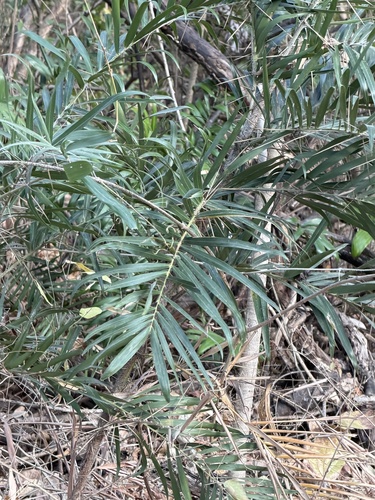 Tobago Cane (Bactris guineensis)