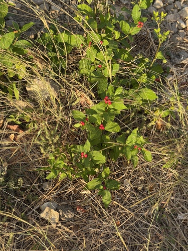 Be Still Tree (Rauvolfia tetraphylla)