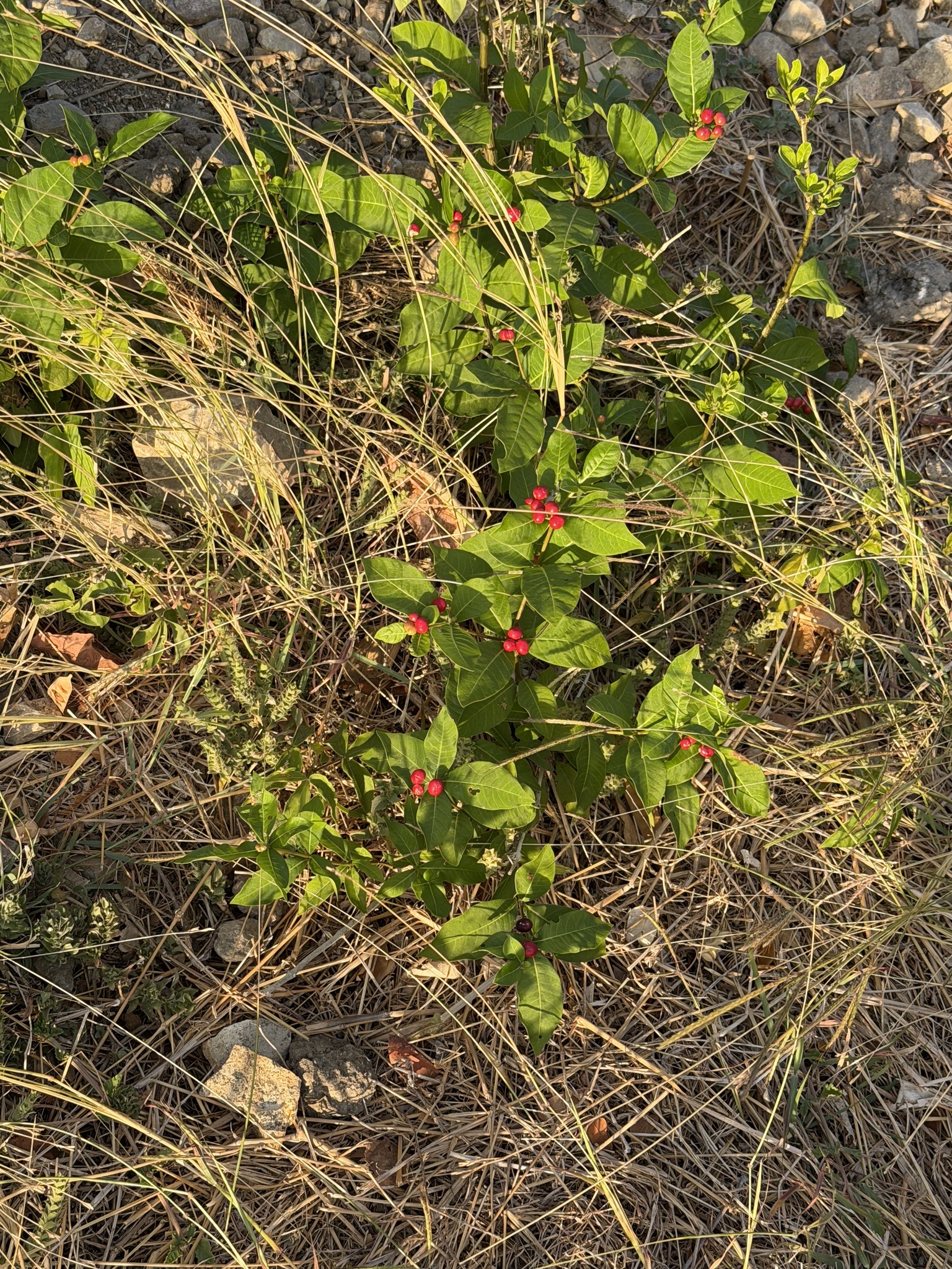 Be Still Tree (Rauvolfia tetraphylla)