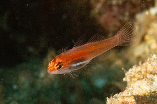 Blackbelly dwarfgoby (Eviota atriventris) — Gobiidae — 3