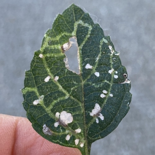 Herring-bone Leafminer photo 2