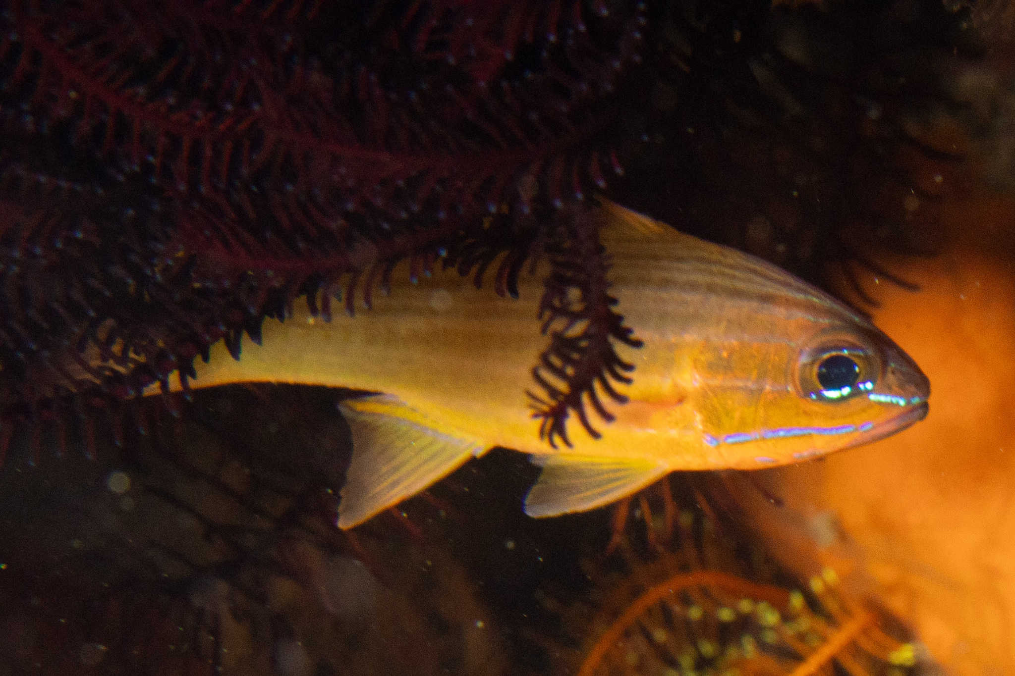 Yellow-Lined Cardinalfish photo 3