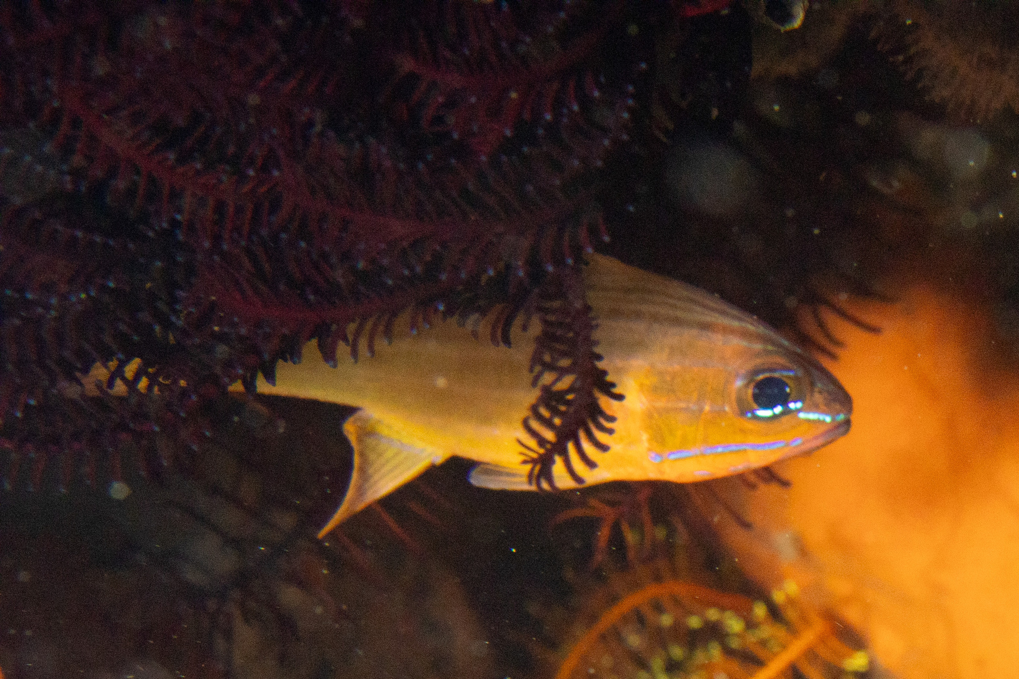 Yellow-Lined Cardinalfish photo 4