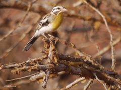 Emberiza poliopleura