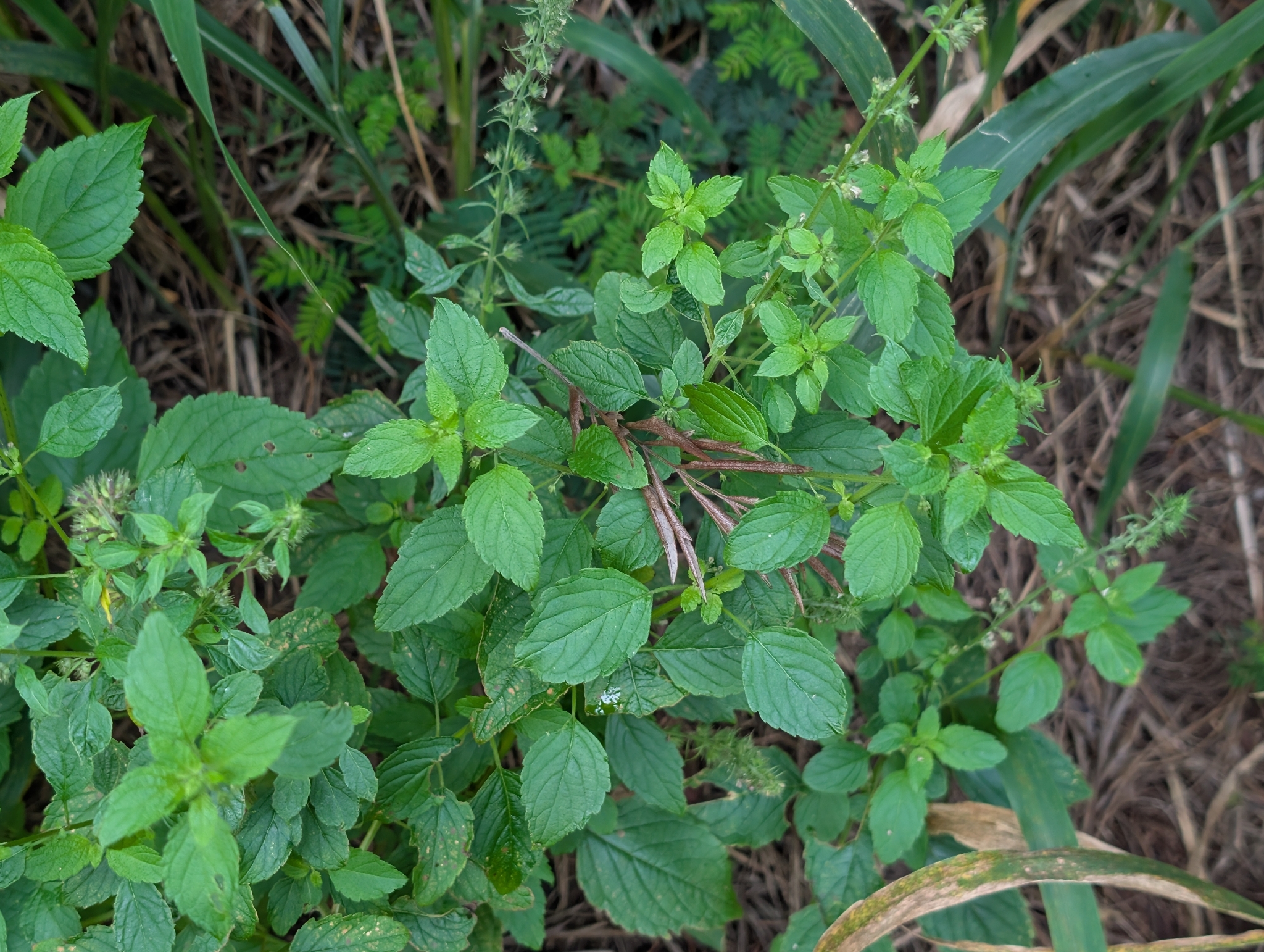 Mesosphaerum Pectinatum (Mesosphaerum pectinatum)
